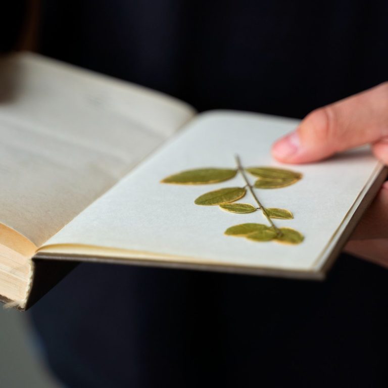 Main dans un livre ouvert, feuillet montrant une feuille séchée pressée.